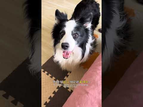 来啊,造作啊~ #边牧 #养狗的乐趣 #子女不和多半是父母无德 #万物可爱计划 #记录和它的每个夏天