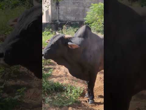 rara black Haryana breed bull #bull #हरियाणा_नस्ल #haryanabreed #animals