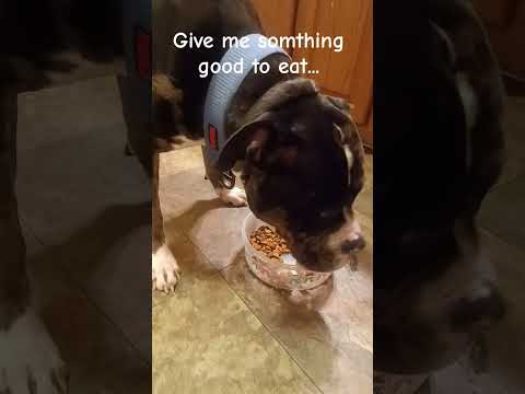 Give spot something good to eat for Halloween🍬||#cute#cutedog