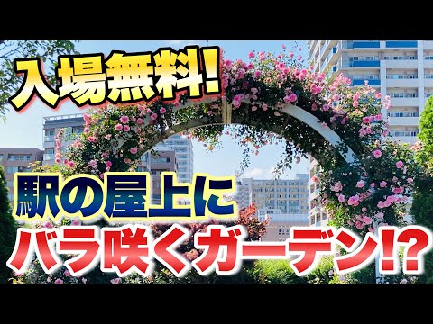 【入場無料！】元町・中華街駅の屋上にバラが咲き誇るガーデン！？アメリカ山公園【はなみるスポット横浜】【ガーデニング】