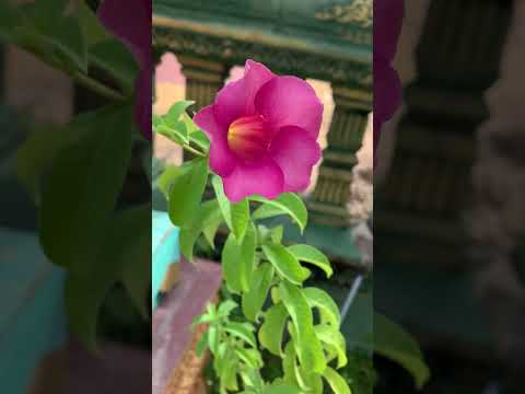 Hello all dear!Welcome to the Allamanda flower showcase! 🌸#shorts #flowers #youtubeshorts