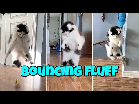 Hilarious Cat Jumps & Bounces: A Look Back At Oreo In Play Mode