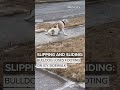 Bulldog loses footing on icy sidewalk  - 00:33 min - News - Video