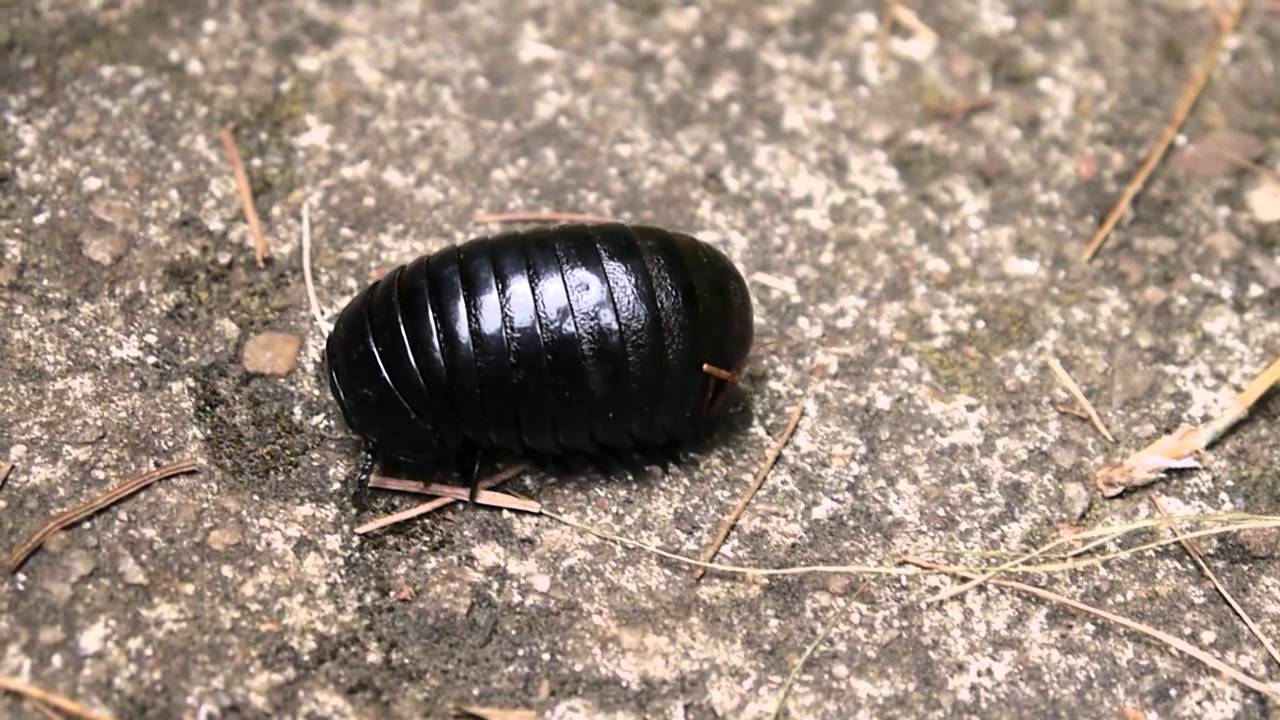 huge-pillbug-roly-pollie-rollie-pollie-found-in-india-youtube