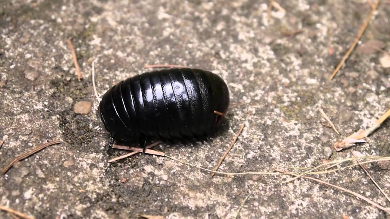 Huge Pillbug Roly Pollie Rollie Pollie Found In India YouTube