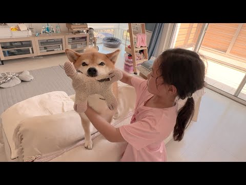 ６歳娘が帰ってきて嬉しくなっちゃう柴犬おねーちゃんがかわいかった