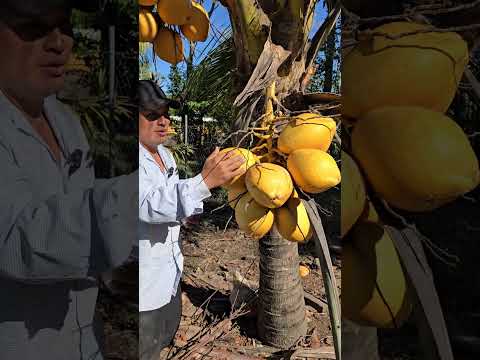 Cómo lograr una PRODUCCIÓN abundante de COCO 🌴
