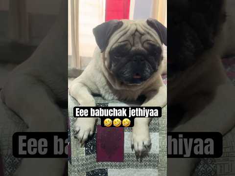 Jethalal🤣🤣🤣#ytshorts #pug #mypug #funnyanimals#funny #funnypets #2025 #comedy #funnyvideo