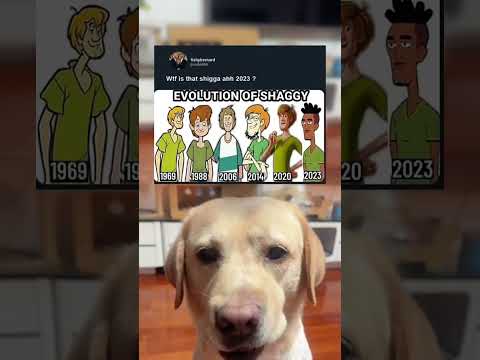 #memes #story #dog #shorts #pets