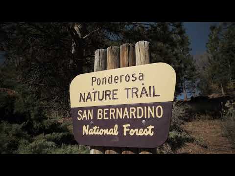 Fall Colors. Nature Trail Hike Short Film GH5m2. Ponderosa Nature Trail. San Bernardino NF. 4K