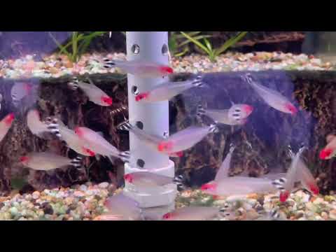 video Rummynose Tetra 2.5cm