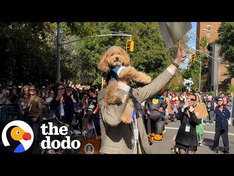 The Dodo Visits The NYC Halloween Dog Parade | The Dodo