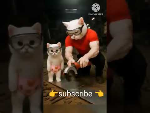 Kitten Mocked for Cardboard Ambulance 😿 Dad Builds Golden Rescue Car 🚑✨2 November 2025