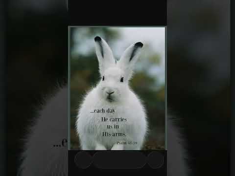 #worshipmusic #gospelmusic #christianmusic #music #cute #bunny #dailybibleverse