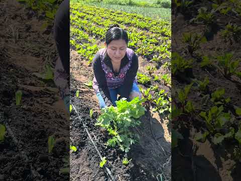 Preparando algo de comer por el día del amor y la amistad ❤️ #comidatipica