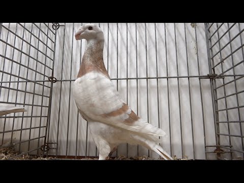 German Beauty Homer (fancy pigeon)
