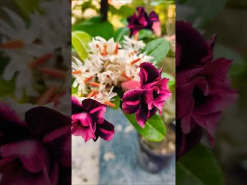 उस दोस्त से .. #gardening #ytshorts #houseplants #flowers #funny