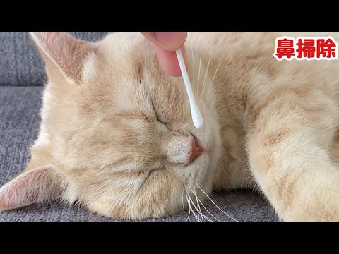 【猫鼻掃除】鼻掃除をしたらごっそり鼻くそが取れました…www   Cat nose cleaning！Cute animals