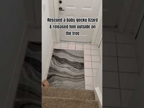 We couldn't let the kitty eat him! #viralvideo #gecko #lizard #fyp #viral #foryou #fypage #fy