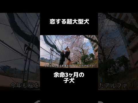 【超大型犬】余命3ヶ月の子犬 #shrots