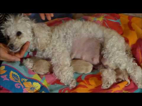 Proud Momma of 5! Really??? Toy Poodle Gives Birth to 5 Maltipoo puppies - Macy, Day 59