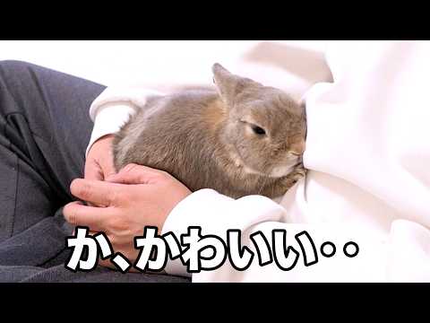 警戒心の強いうさぎが甘えん坊になる瞬間が可愛いので見てほしい