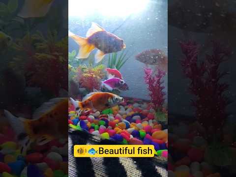 🐟 beautiful fish|fish aquarium# fish#fishvideo#beautiful#beautiful nature#freerishta#shorts#trending