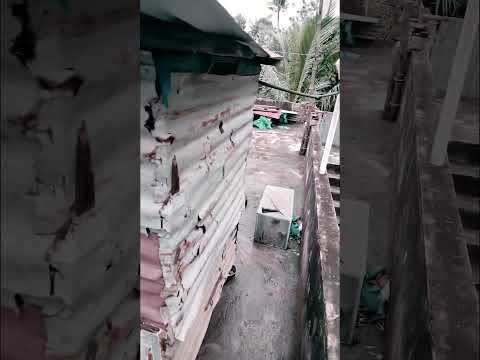 new updates #remix #kabutar #pigeon #kerala #birds #pets