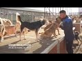 Un profesor de deportes abre un refugio para perros callejeros en Kosovo