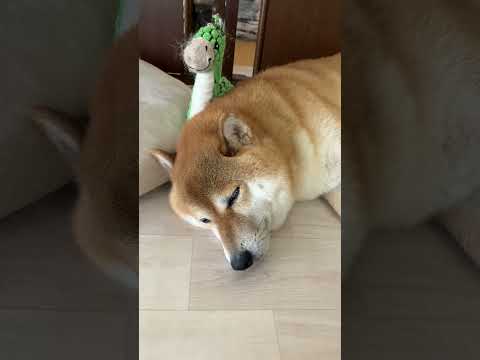 朝の散歩して、朝ごはん食べて