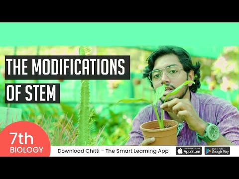 The Modifications of Stem | Class 7 | Chitti Classes