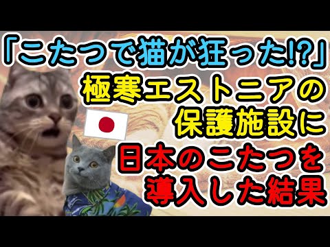【猫ミームで解説】「こたつのせいで猫たちがおかしくなった!」エストニアのペット保護施設に日本のこたつを導入した話#海外の反応