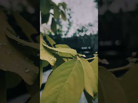 Onnu nanayaan#rain #naturelovers #feelingsong