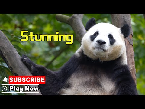 【Life Of Returnee Pandas】Episode 56 The Carefree Panda Fu Bao | iPanda