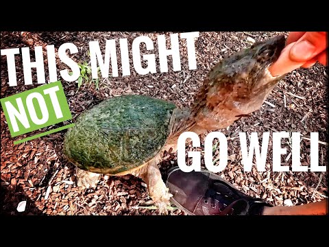 Will My Reptiles Eat A Hot Dog? We have leftover hot dogs from our Memorial day weekend celebration and we don't want them to go to 