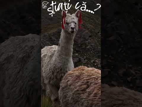 #FAUNA – #Știați că...? #Lama
