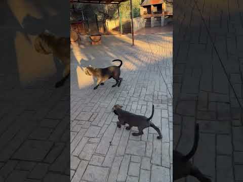 Un accidente en la autopista A2