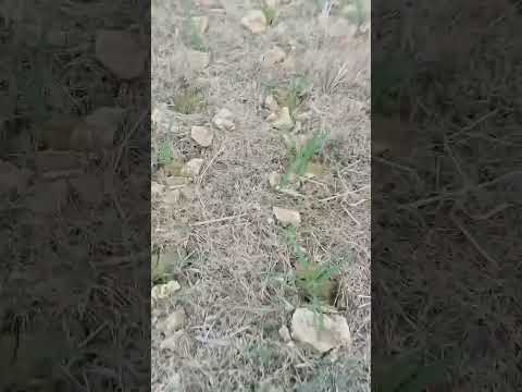 Tilik" tanduran Ning sawah Yo gaes #fypシ゚viral #petanijagung #petanimuda