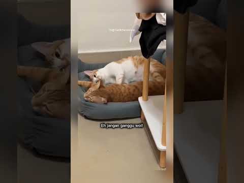 kucing ini pijat teman nya #shorts #short
