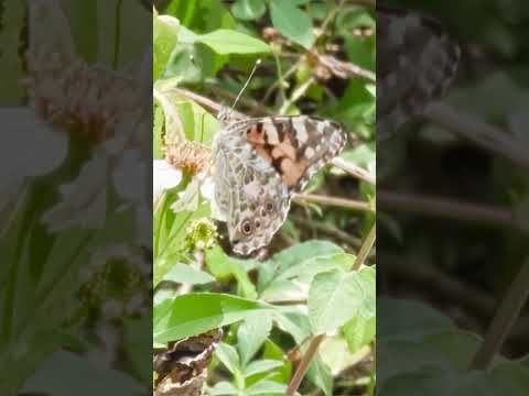 まぎれてとびたつ(文字なし)