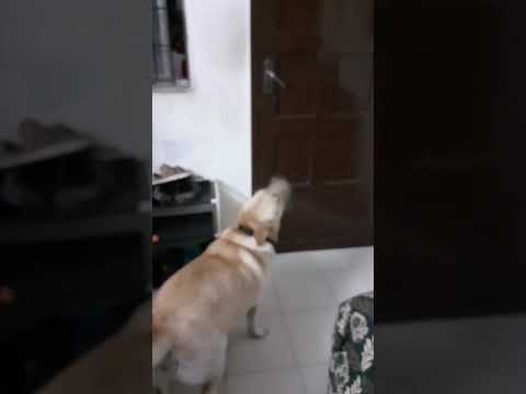 ULLE VAMMA !!! #dogshorts #wife #funny #labrador #lablove #pets #husband #lab #bondingwithpets #dogs