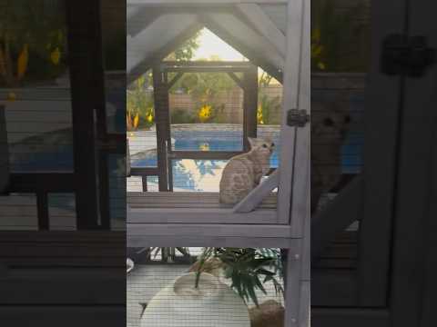 Does your cat need a catio? Yes #cat #kitten #dothingsyoudontwanttodo #catscatscats