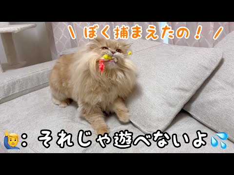 猫が飼い主にぐるぐる巻きになった癒しの瞬間 サムネイル