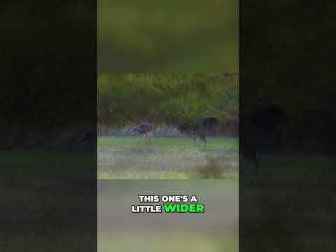 Deer vs. Deer: Is This the Ultimate Hunting Trophy? #shorts