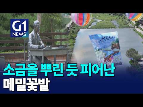 [G1뉴스]메밀꽃 절정.. 평창 효석문화제 개막