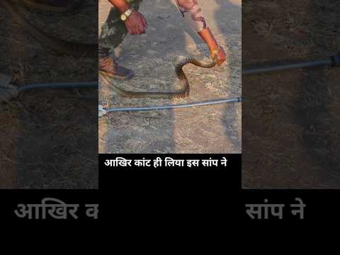 सबसे ज्यादा काटने वाला बिना जहर वाला सांप Water snake #shorts #sarpmitraakashjadhav