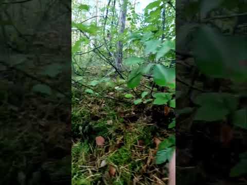 Відкриття сезону #гриби #ліс #відпочинок