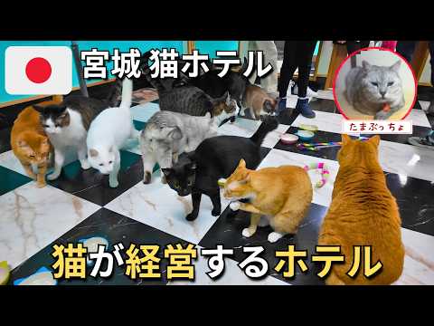 世界でも珍しい猫が経営するホテル「たまホテル」が想像を超えた癒しの空間だった