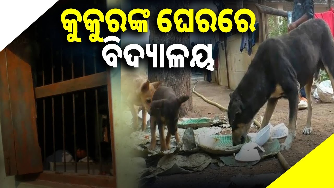 ଯାହା ଗୁହାଳ ପାଇଁ ଯୋଗ୍ୟ ନୁହେଁ ସେଠି ପିଲା ପାଠ ପଢୁଛନ୍ତି || Knews odisha
