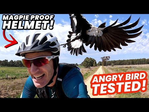 New "Magpie Proof" Helmet Tested Against The Most AGGRESSIVE Aussie Magpies! 🚲🦅